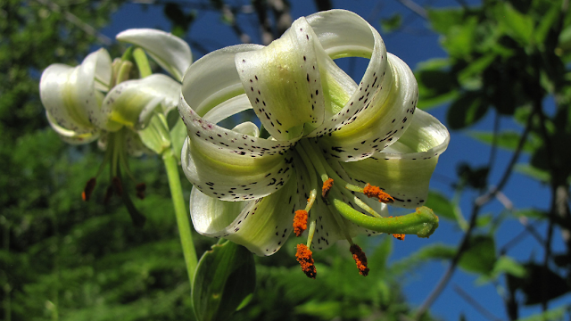 Лилия Ледебура (Lilium ledebourii)