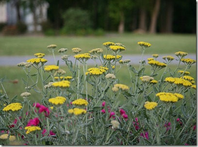 Yarrow