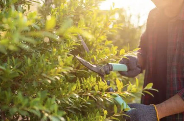 Know the benefits of pruning plants