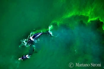 El calentamiento Global y la sopa de algas en El Golfo Nuevo
