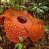 World's Largest Flower