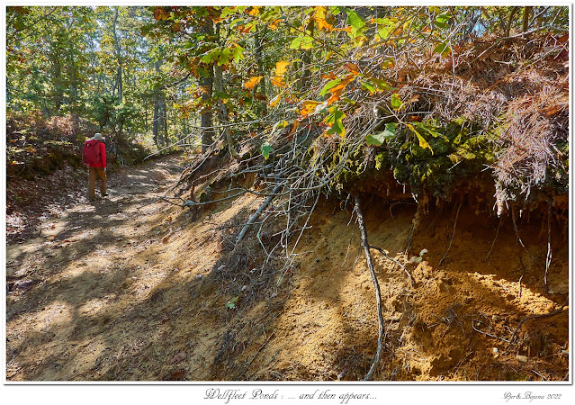 Wellfleet Ponds: ... and then appears...