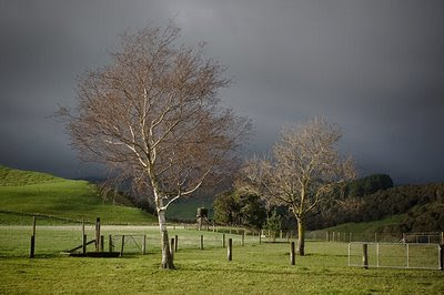 Back yard view