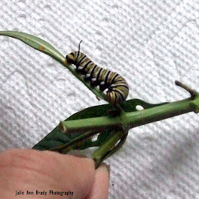 Monarch Butterfly Caterpillar on Tropical Milkweed Leaf June 6, 2018