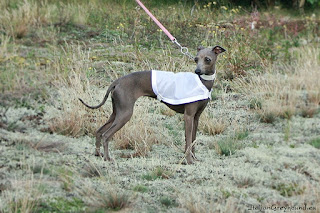 STUPOR MUNDI Italian Greyhound kennel