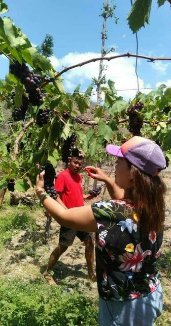   Kebun Anggur Di Bunutan Segera Panen, Wisatawan Dapat Berkunjung di Bulan September 