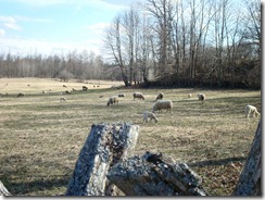 Baaaaa