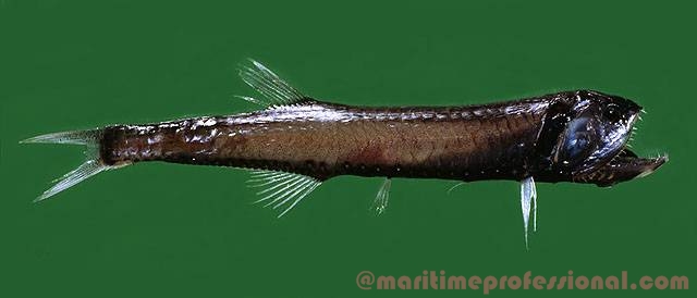 Gonostomatidae || Deep Sea Fish