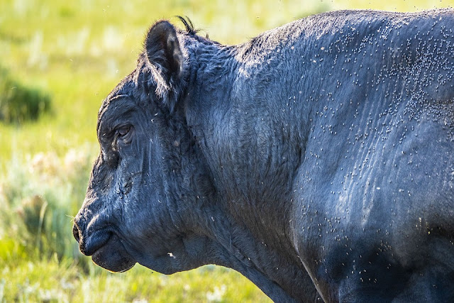 bulls enraged by red colour