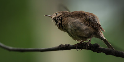 House Wren, Rocky Mountain National Park