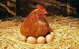 como criar gallinas ponedoras