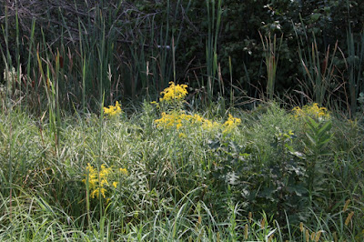 goldenrod in bloom