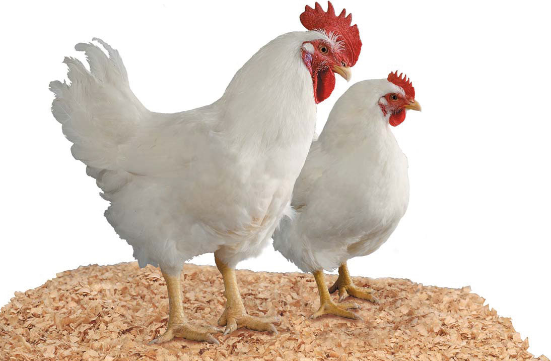 Nama dan Jenis Ayam  Potong Unggulan Penghasil Daging 