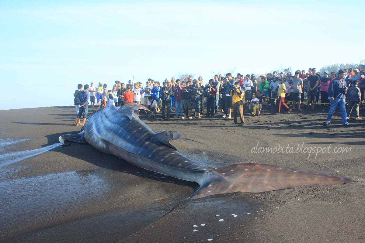 Hiu Paus Terdampar di Pantai  Baru  Bantul Catatan Nobi