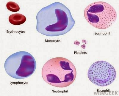 Pengertian Leukosit