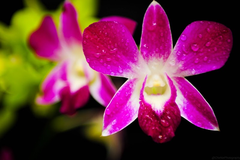 Inspirasi Penting Bunga Orchid, Dekorasi Taman