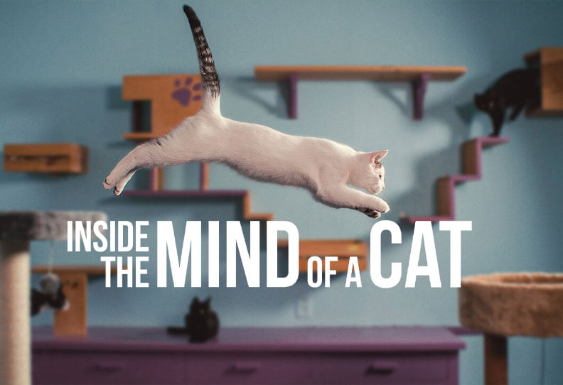 Inside the Mind of a Cat: คิดแบบแมวๆ - สารคดีที่จะทำให้คุณเข้าใจว่าแมวคิดอะไรอยู่ และรู้เคล็ดลับที่จะทำให้แมวรักคุณ