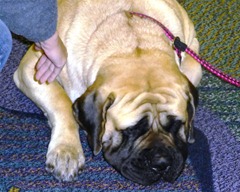 mastiff face