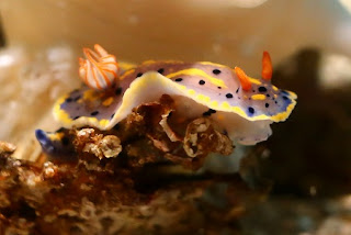 Hypselodoris festiva