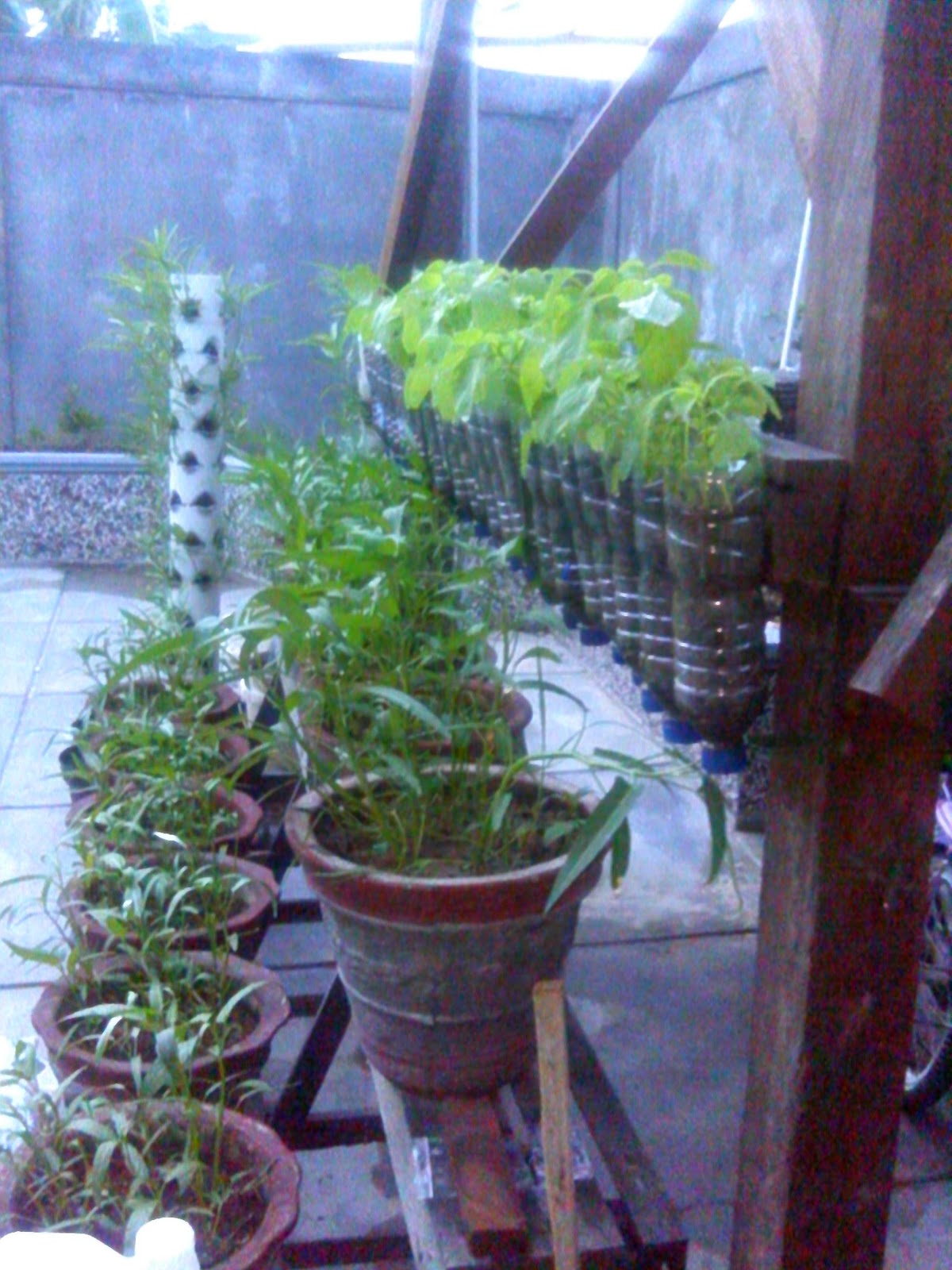 URBAN FARMING Alhamdulillah rumah baru tanaman  baru 