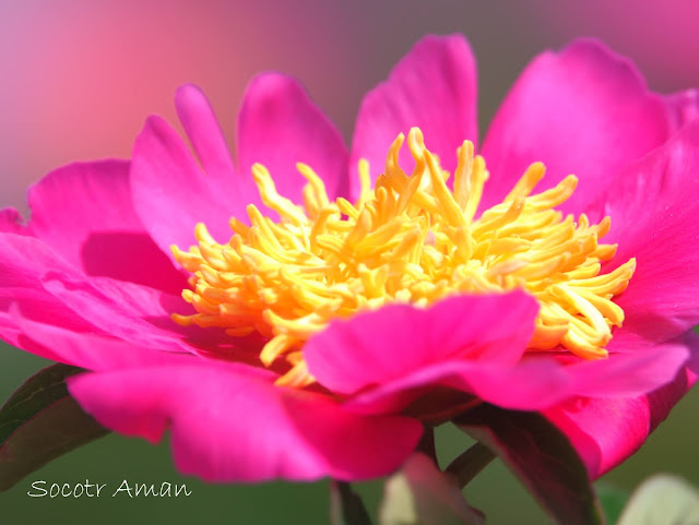 Paeonia suffruticosa