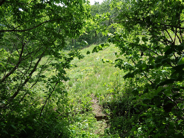 大山古道を見つけました