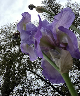 IRIS FIORE DI MAGGIO