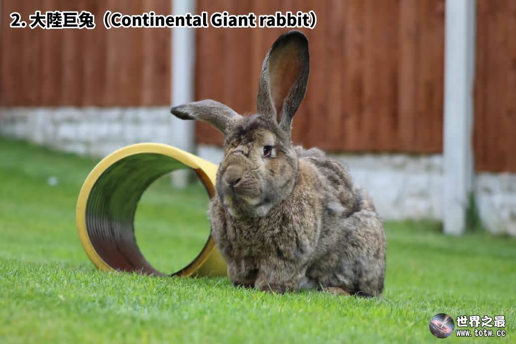 全世界最大的10種兔子｜不只是毛茸茸的可愛動物而已｜Top 10