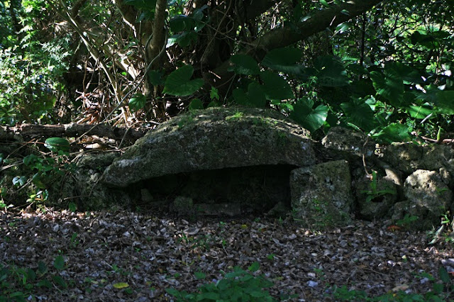 ダキヤマウタキの写真