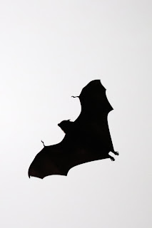 bat animal