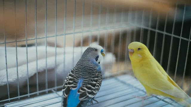 Pet Birds