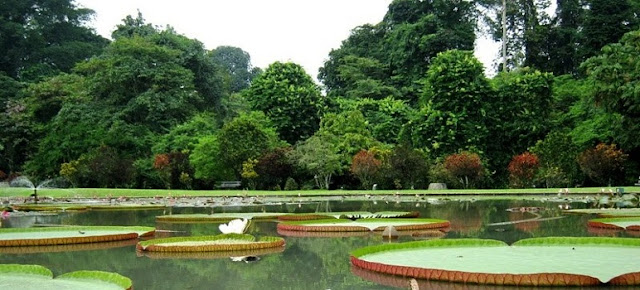 Danau Gunting Kebun raya bogor