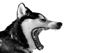 Dog with mouth open wide.