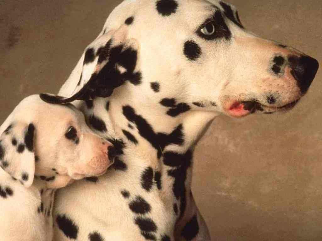 Gambar Anak Anjing yang Lucu-Lucu dan Imut