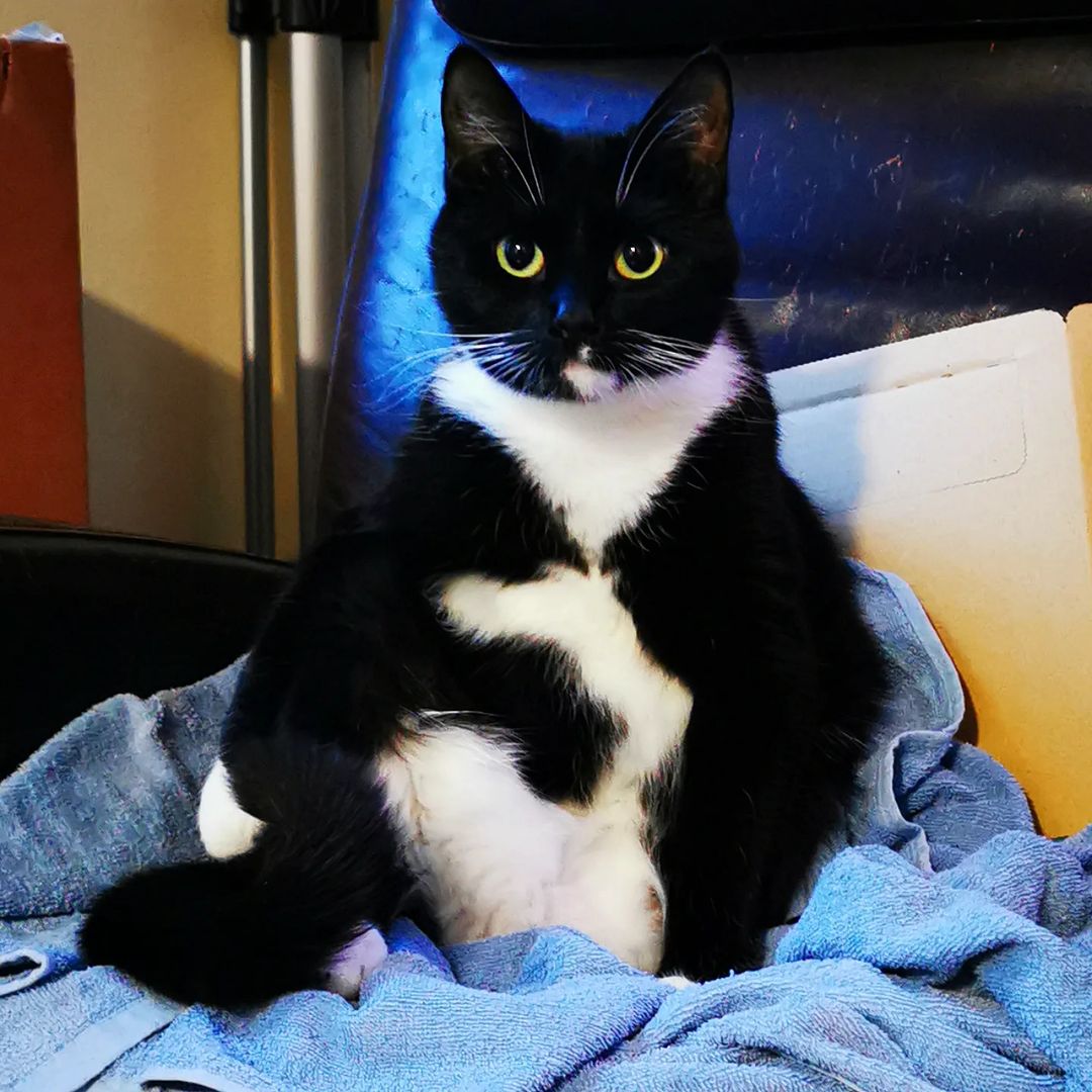 A sitting black and white cat