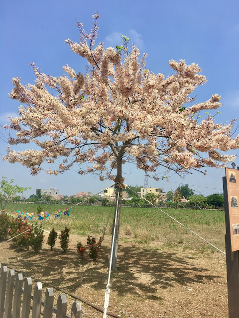 Pink shower trees in Xigang, Tainan, Taiwan