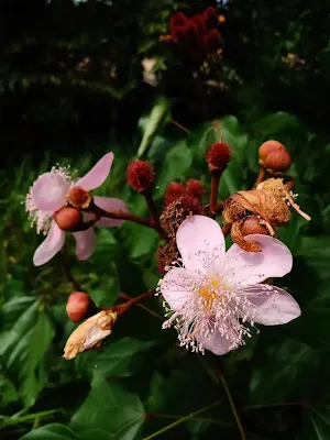 Flores de Bixa orellana