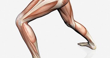 The Healthy Dancer: Muscles, Tendons & Ligaments