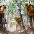 Conaf y Corma llaman a prevenir incendios ante pronóstico de altas temperaturas 