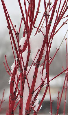 Acer palmatum sango kaku