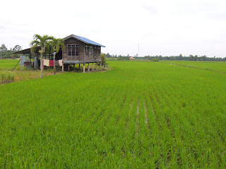 Bukan Dugong Biasa Rumah  Di  Tengah Sawah 