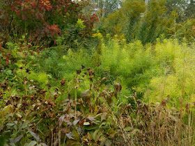 Entry Garden Walk at the Toronto Botanical Garden Amsonia hubrichtii fall colour by garden muses-not another Toronto gardening blog