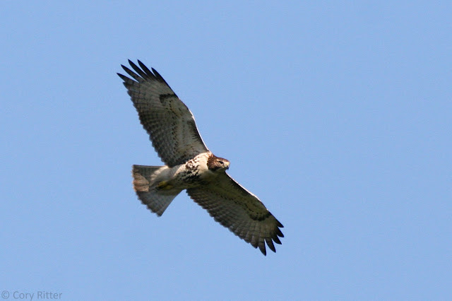 Immature Red-tailed Hawk Underwing