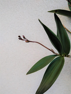 デンドロビウム・キンギアナムの花芽
