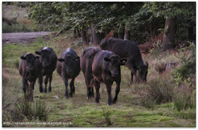 Farnham Heath cattle