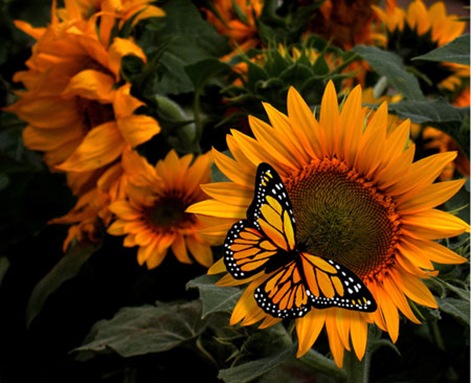 Fotografia-Girasol-mariposa