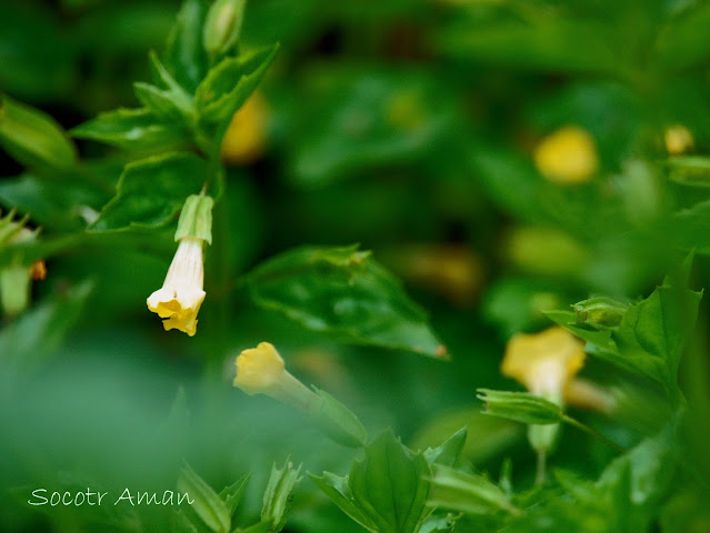 Mimulus nepalensis