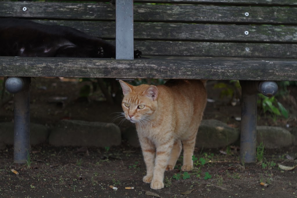 ワイルドな猫