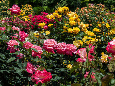 Rose garden: Ofuna Botanical Garden (Kamakura)