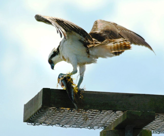osprey-eating-fish-crop